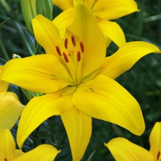 Lilium ASIATIC Yellow-1бр.