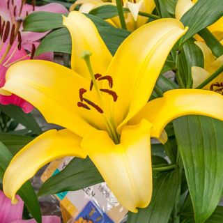 Lilium ASIATIC Yellow-1бр.