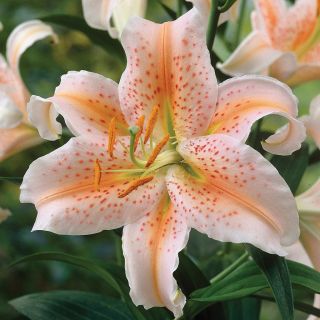 lilium ORIENTAL Salmon Star /НОВО/