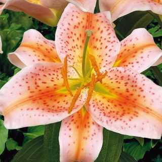 lilium ORIENTAL Salmon Star /НОВО/