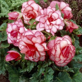 Begonia BOUTON DE ROSE