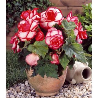 Begonia BOUTON DE ROSE