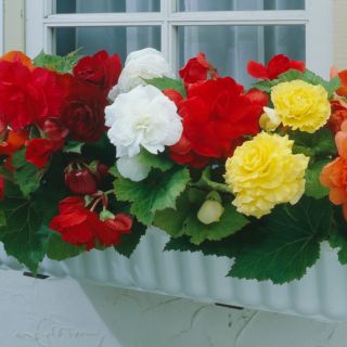 Begonia Double MIX-3бр.