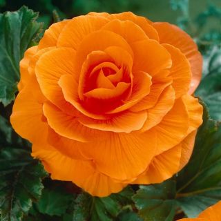 Begonia Double ORANGE