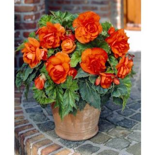 Begonia Double ORANGE