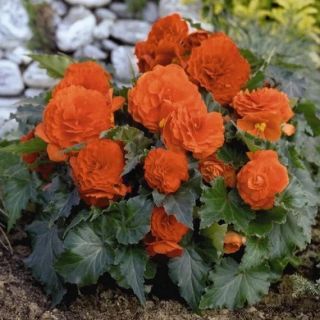 Begonia Double ORANGE