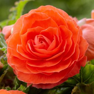 Begonia Double ORANGE