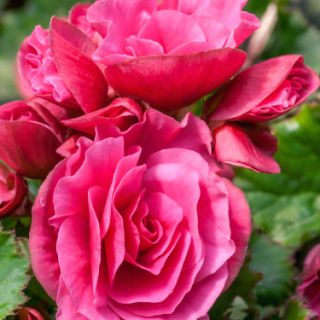 Begonia Double PINK