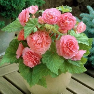 Begonia Double PINK