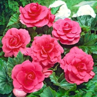 Begonia Double PINK