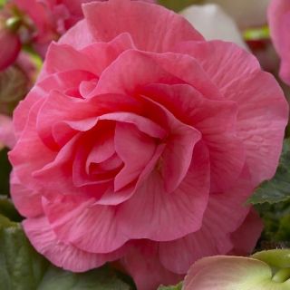 Begonia Double PINK