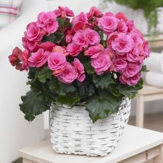 Begonia Double PINK