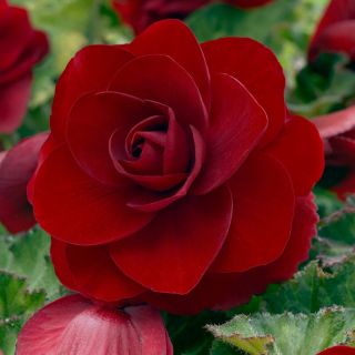 Begonia Double RED