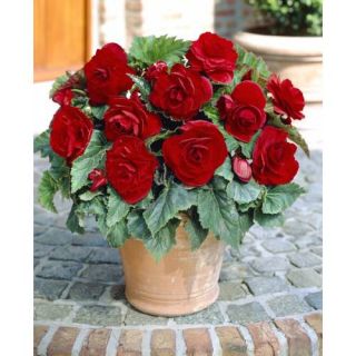 Begonia Double RED