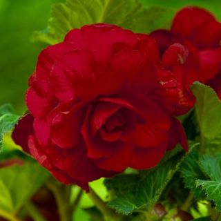 Begonia Double RED