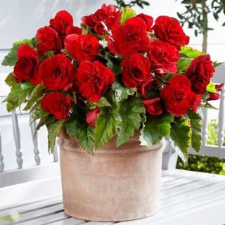 Begonia Double RED