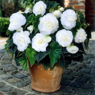 Begonia Double WHITE