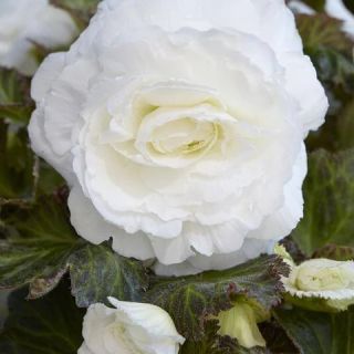 Begonia Double WHITE