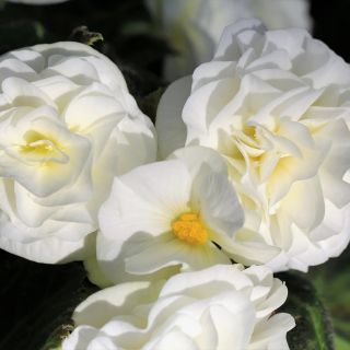 Begonia Double WHITE