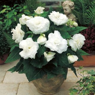 Begonia Double WHITE