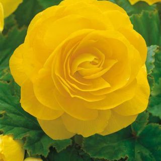 Begonia Double YELLOW