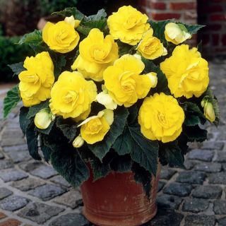 Begonia Double YELLOW