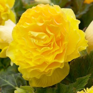 Begonia Double YELLOW