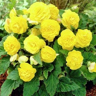 Begonia Double YELLOW