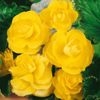 Begonia Double YELLOW