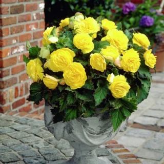 Begonia Double YELLOW