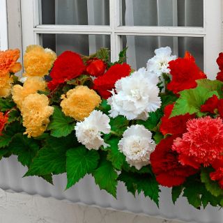 Begonia Fimbriata MIX - 3бр.