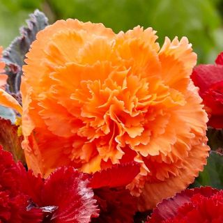 Begonia Fimbriata ORANGE