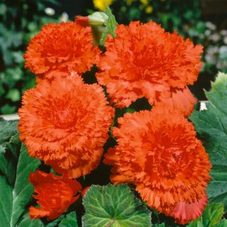 Begonia Fimbriata ORANGE