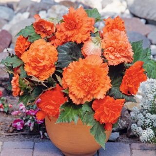 Begonia Fimbriata ORANGE