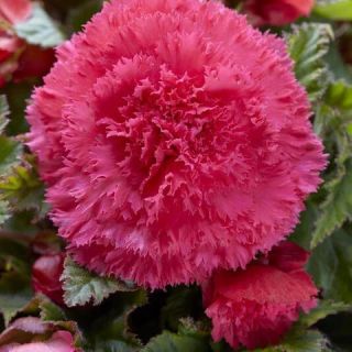 Begonia Fimbriata PINK