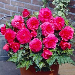 Begonia Fimbriata PINK