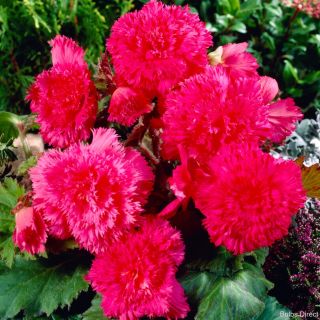 Begonia Fimbriata PINK