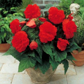 Begonia Fimbriata RED