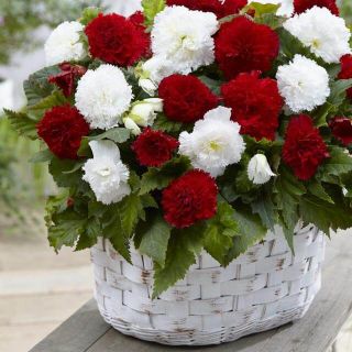 Begonia Fimbriata RED