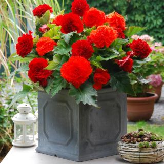 Begonia Fimbriata RED