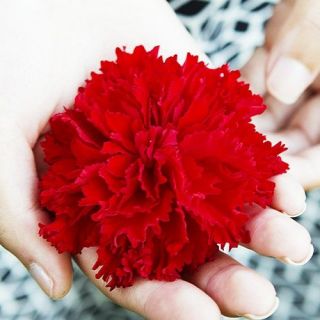 Begonia Fimbriata RED