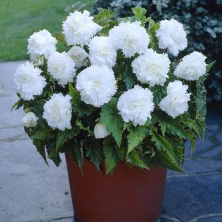 Begonia Fimbriata WHITE