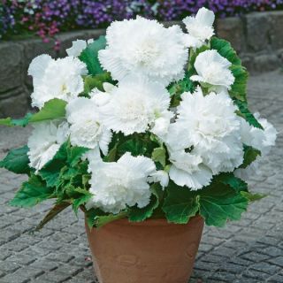 Begonia Fimbriata WHITE