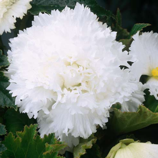 Begonia Fimbriata WHITE