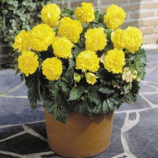 Begonia Fimbriata YELLOW