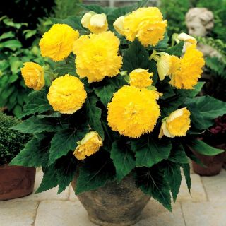 Begonia Fimbriata YELLOW