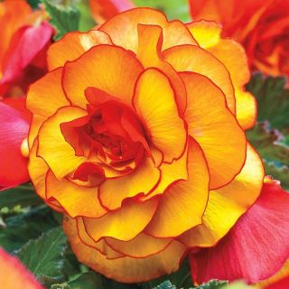 Begonia PICOTTE Yellow/Red - 1бр.