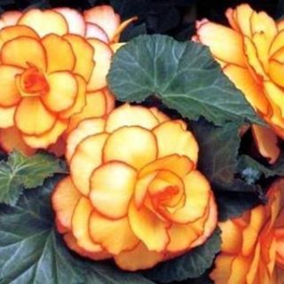 Begonia PICOTTE Yellow/Red - 1бр.