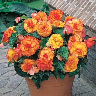 Begonia PICOTTE Yellow/Red - 1бр.