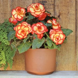 Begonia PICOTTE Yellow/Red - 1бр.